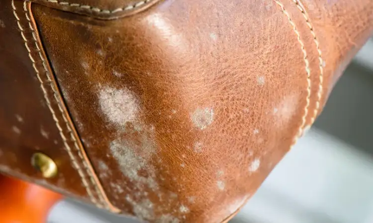 Tas kulit berjamur, Sumber: andar.com